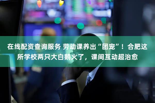 在线配资查询服务 劳动课养出“团宠”！合肥这所学校两只大白鹅火了，课间互动超治愈