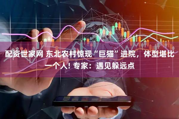 配资世家网 东北农村惊现“巨猫”进院，体型堪比一个人! 专家：遇见躲远点